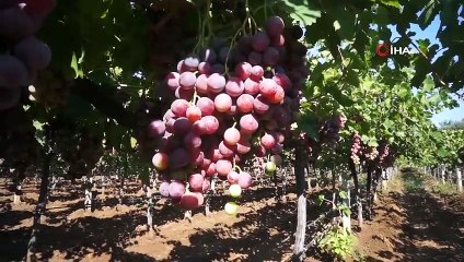 Sarıgöl Ovasında Üzüm Türleri Çoğaldı
