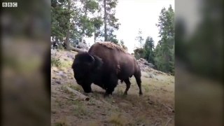 Bison charges at girl in Yellowstone National Park - BBC News