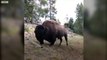 Bison charges at girl in Yellowstone National Park - BBC News