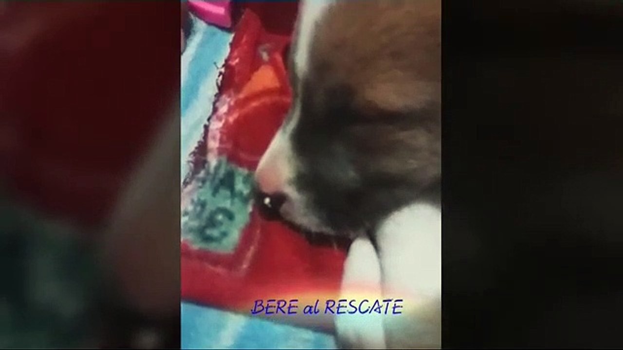 BERE al RESCATE la llegada de DANDY