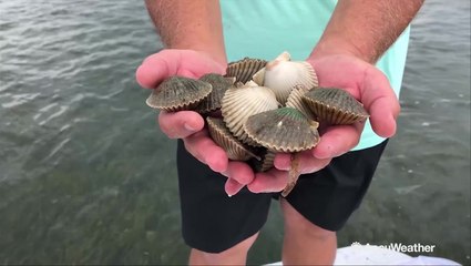 Above average rainfall could be linked to bad scallop season this year