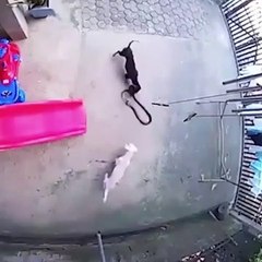 Dos perros sacrifican su vida para salvar a un bebé de una cobra