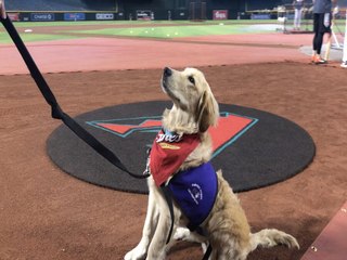 MEET BRENLY! D-backs therapy dog in training - ABC15 Digital