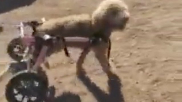 Paralyzed Dog Enjoys Life To The Fullest