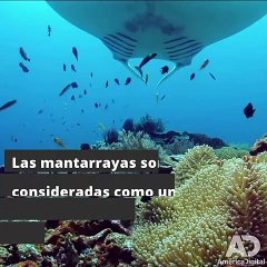 Una mantarraya le 'pidió ayuda' a un buzo por unos anzuelos en su ojo (pero no es el único peligro al que se enfrenta)