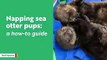 Aquarium Shares Photo Of Rescued Otter Pups Taking Adorable Nap