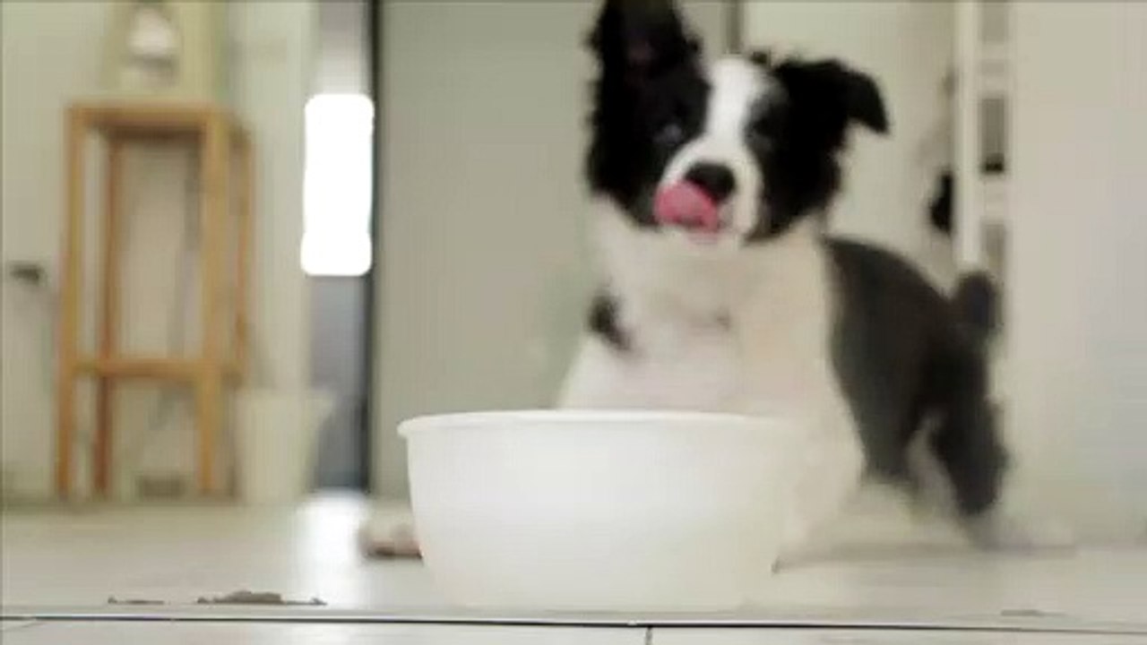 Border Collie