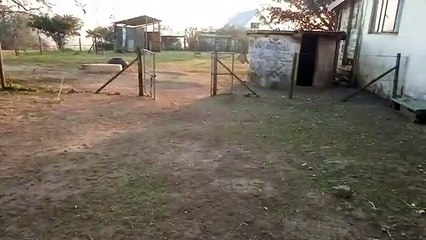 Gorgeous Goose Comes When Its Called