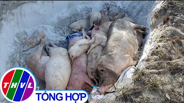 THVL | Yêu cầu dừng ngay việc thu tiền dân để tiêu hủy heo bệnh tại Quảng Nam