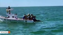 Watch Coast Guard Release 3 Pilot Whales Back Into The Wild