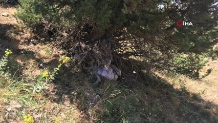 Siirt'te ağaçların arasına gizlenmiş PKK'ya ait mühimmat ele geçirildi