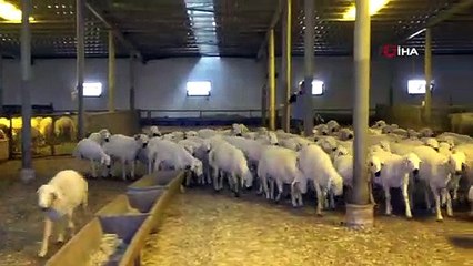 Mahkumların yetiştirdiği kurbanlıklar Niğde ve Ankara’da satılıyor