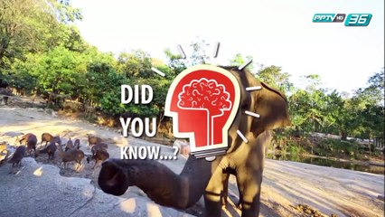 Did you Know - เส้นเลือดขอดอันตรายหรือไม่?