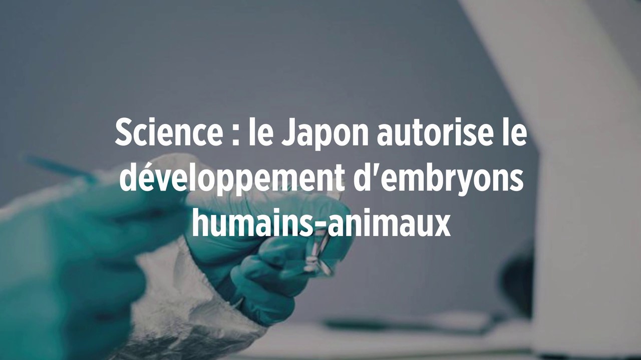 Science : le Japon autorise le développement d'embryons humains-animaux