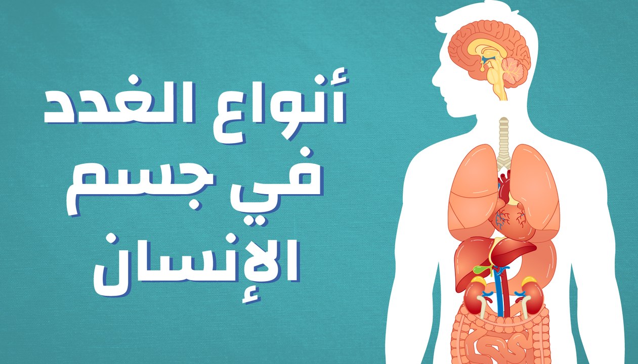 أنواع الغدد في جسم الإنسان