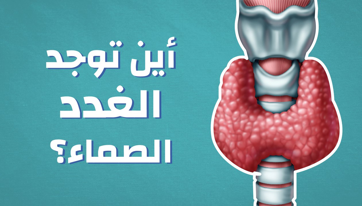 أين توجد الغدد الصماء؟