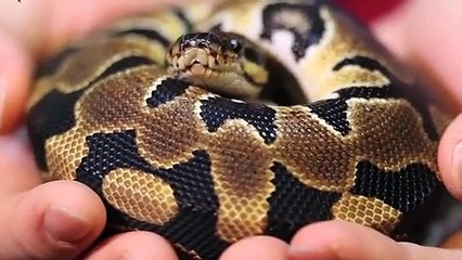 송도출장안마 -후불100%ョØ1ØA7685A6221｛카톡MGM1472｝ 송도전지역출장안마 송도오피걸 송도출장마사지 송도안마 송도출장마사지 송도콜걸샵てでと