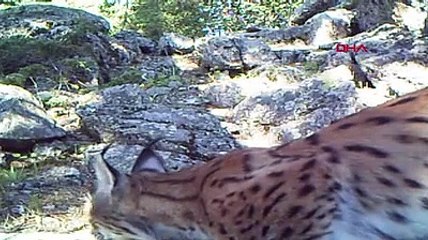 Erzurum yaban hayatı fotokapanda