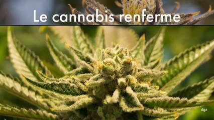 Le cannabis renferme des antidouleurs 30 fois plus puissants que l'aspirine