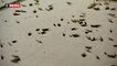 Des millions de sauterelles envahissent Las Vegas