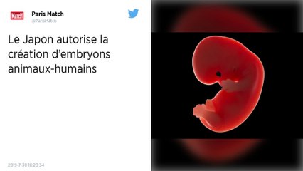 Japon : Un chercheur autorisé à créer des embryons hybrides animaux-humains