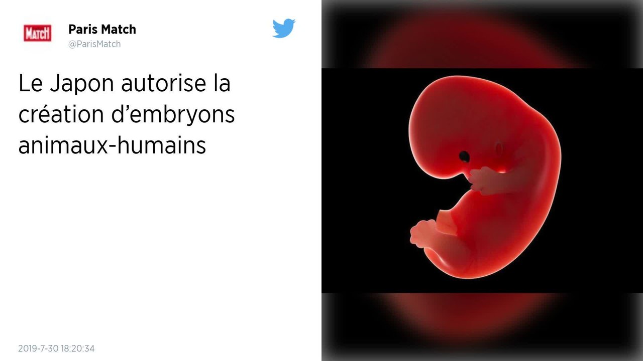 Japon : Un chercheur autorisé à créer des embryons hybrides animaux-humains