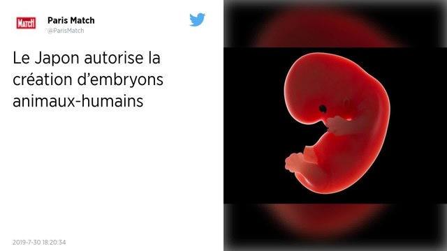 Japon : Un chercheur autorisé à créer des embryons hybrides animaux-humains