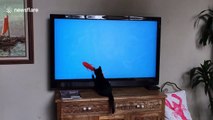 Confused kitten attacks TV fish so aggressively he falls off the stand