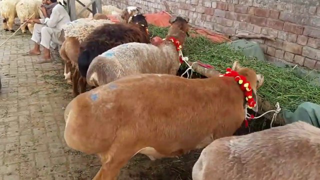 Turkey Dumbay in Lahore Bakra Mandi 2018 - Bakraeid in Pakistan