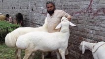Turkey Dumbay in Lahore Bakra Mandi 2018 for Qurbani Eid 2018 - 2019 - Bakraeid in Pakistan