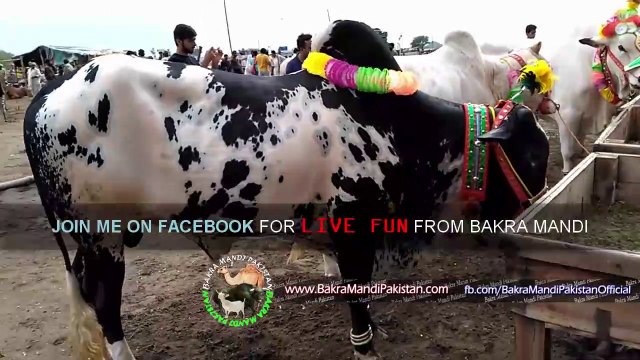 UNIQUE COLOR BACHRA Qurbani Eid 2017 Lahore Bakra Mandi Shah Pur Kanjra Mandi Lahore