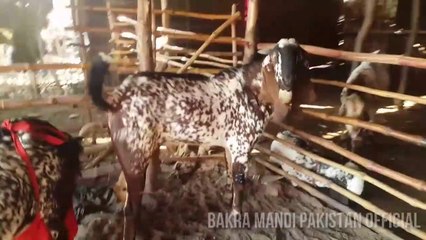 Descargar video: WADA PURA Baali Shah Bakray in Lahore Shahpur Kanjra Bakra Mandi 2018 - Part 2 - Lahore Bakra Mandi