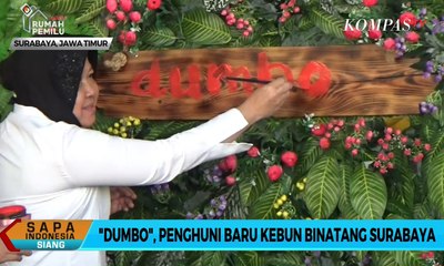 Risma Beri Nama Dumbo untuk Bayi Gajah yang Baru Lahir