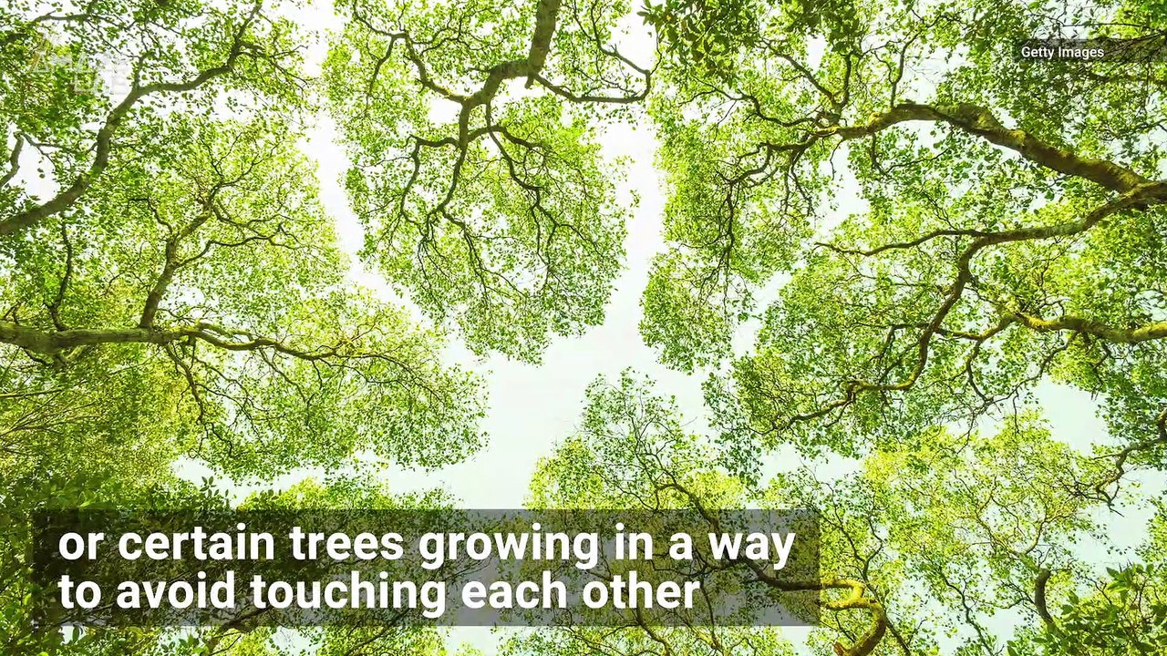 Some Trees Avoid Touching Each Other Due to ‘Crown Shyness’