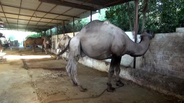 Kurbanlık develer 15 bin liradan satışta
