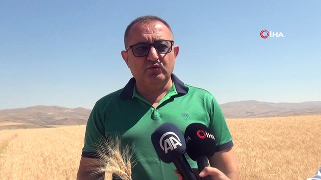 Kuraklık buğday verimini yüzde 60 düşürdü