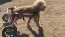 Paralyzed Dog Enjoys Life To The Fullest