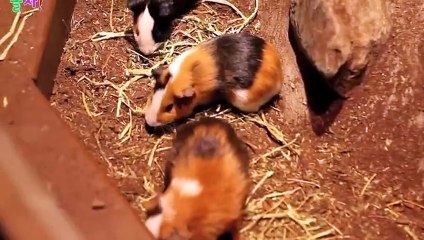 시흥출장안마 -후불100%ョO7OW7333W9649｛카톡LGT010｝ 시흥전지역출장안마 시흥오피걸 시흥출장마사지 시흥안마 시흥출장마사지 시흥콜걸샵♪▩▦