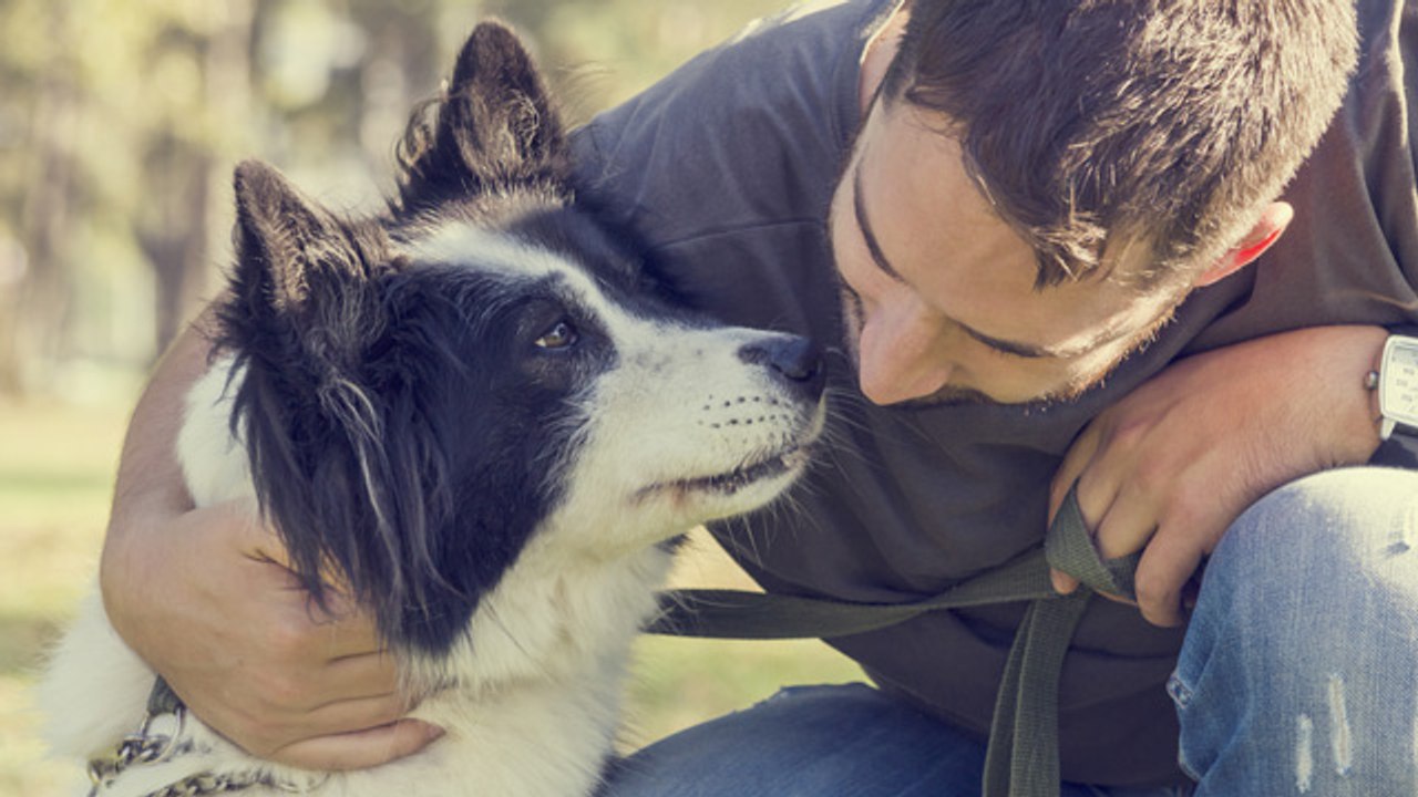 ¿Los perros se enamoran?