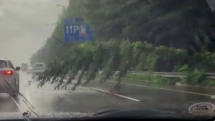 강풍에 고속도로로 나무 쓰러져...한때 정체 / YTN