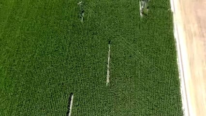 Karapınar'da hint kenerviri operasyonları - KONYA