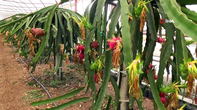 Kumluca'da Serada Pitahaya (Ejder meyvesi) Hasadı Başladı
