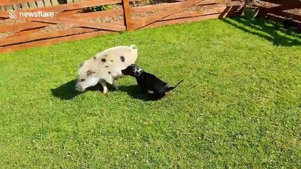 Piglet vs dachshund: Who wins the cuteness Olympics?