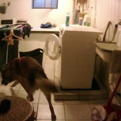 Hundetraining Anzeige Duftstoff