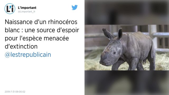 Un rhinocéros blanc est né aux Etats-Unis, une source d'espoir pour cette espèce menacée