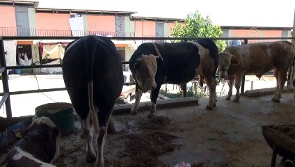 'İkiz kardeşler' kurban pazarının gözdesi oldu - ADIYAMAN