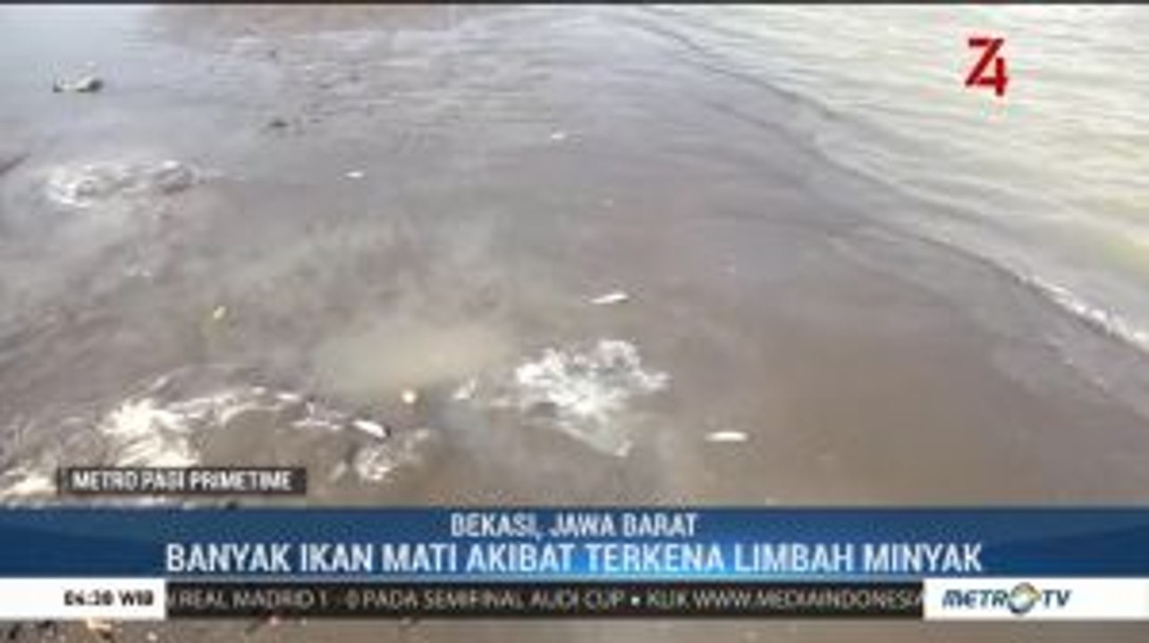 Ratusan Ikan Mati Akibat Terkena Limbah Minyak Mentah