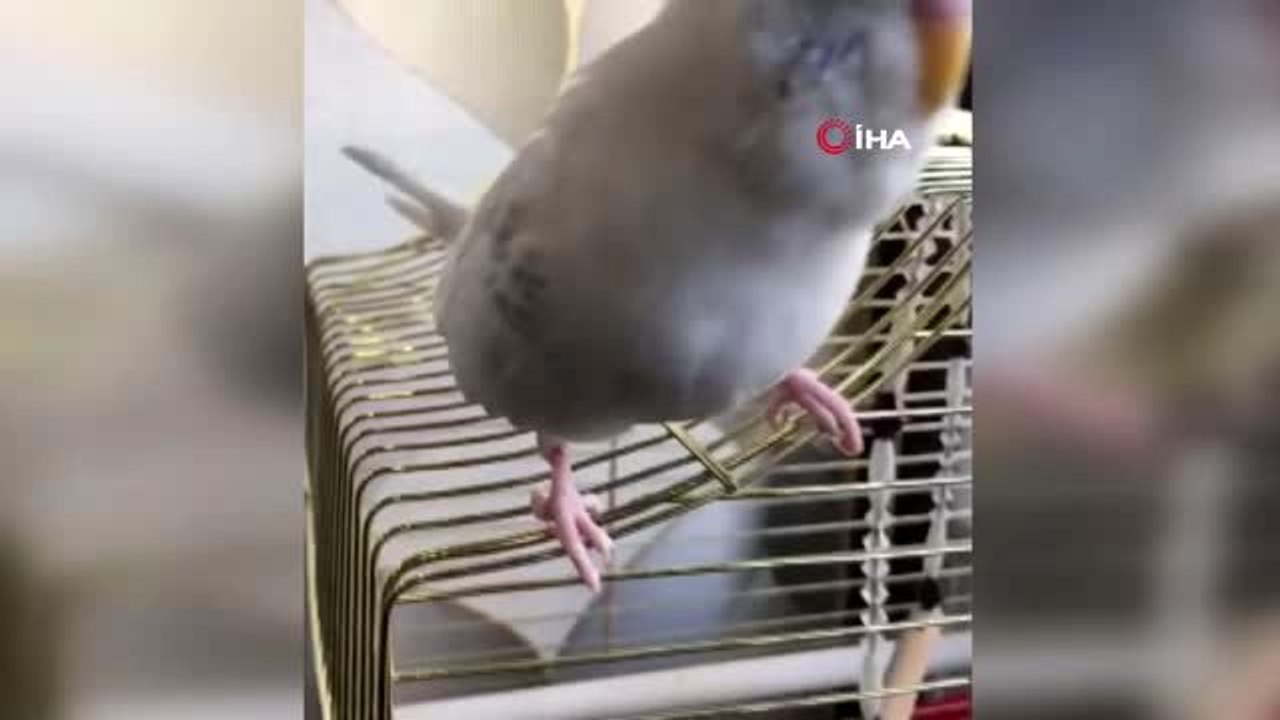 Muhabbet kuşuyla "zaza"ca muhabbet