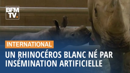 Un rhinocéros blanc est né par insémination artificielle en Californie