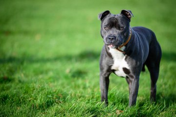 Le Staffordshire Bull Terrier : un excellent chien de compagnie